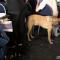 scene interested dog